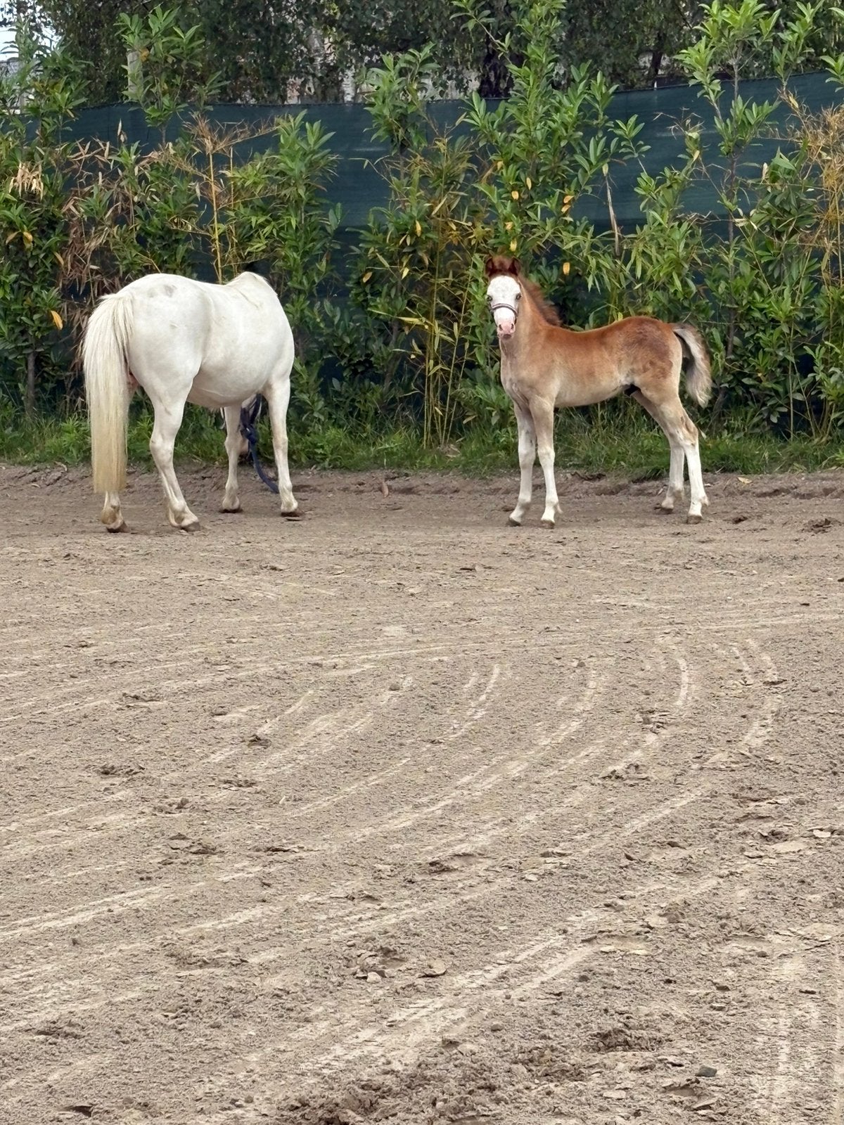 Merrie met hengstenveulen, Dieren en Toebehoren, Paarden, Merrie