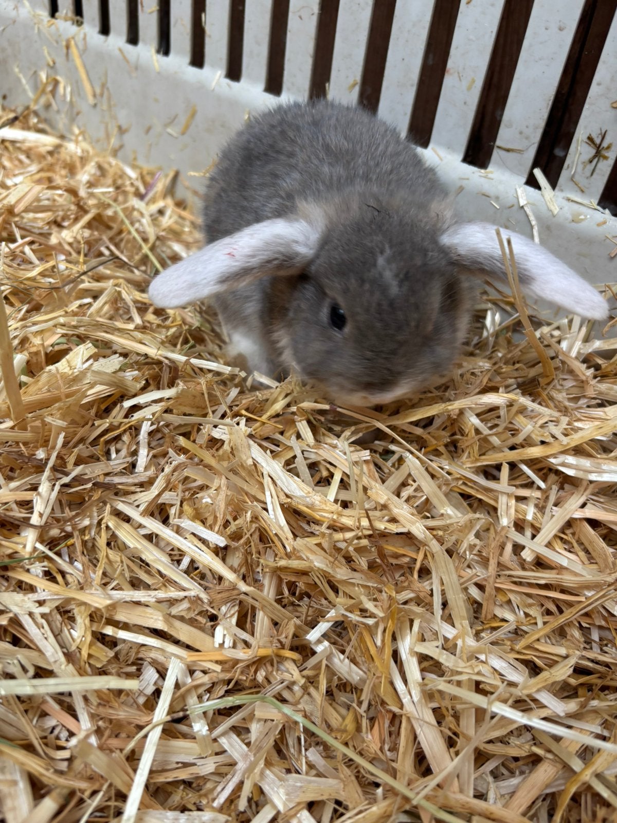 Nog maar enkele minilops wees snel !, Animaux & Accessoires, Rongeurs, Avril, Plusieurs animaux, Domestique
