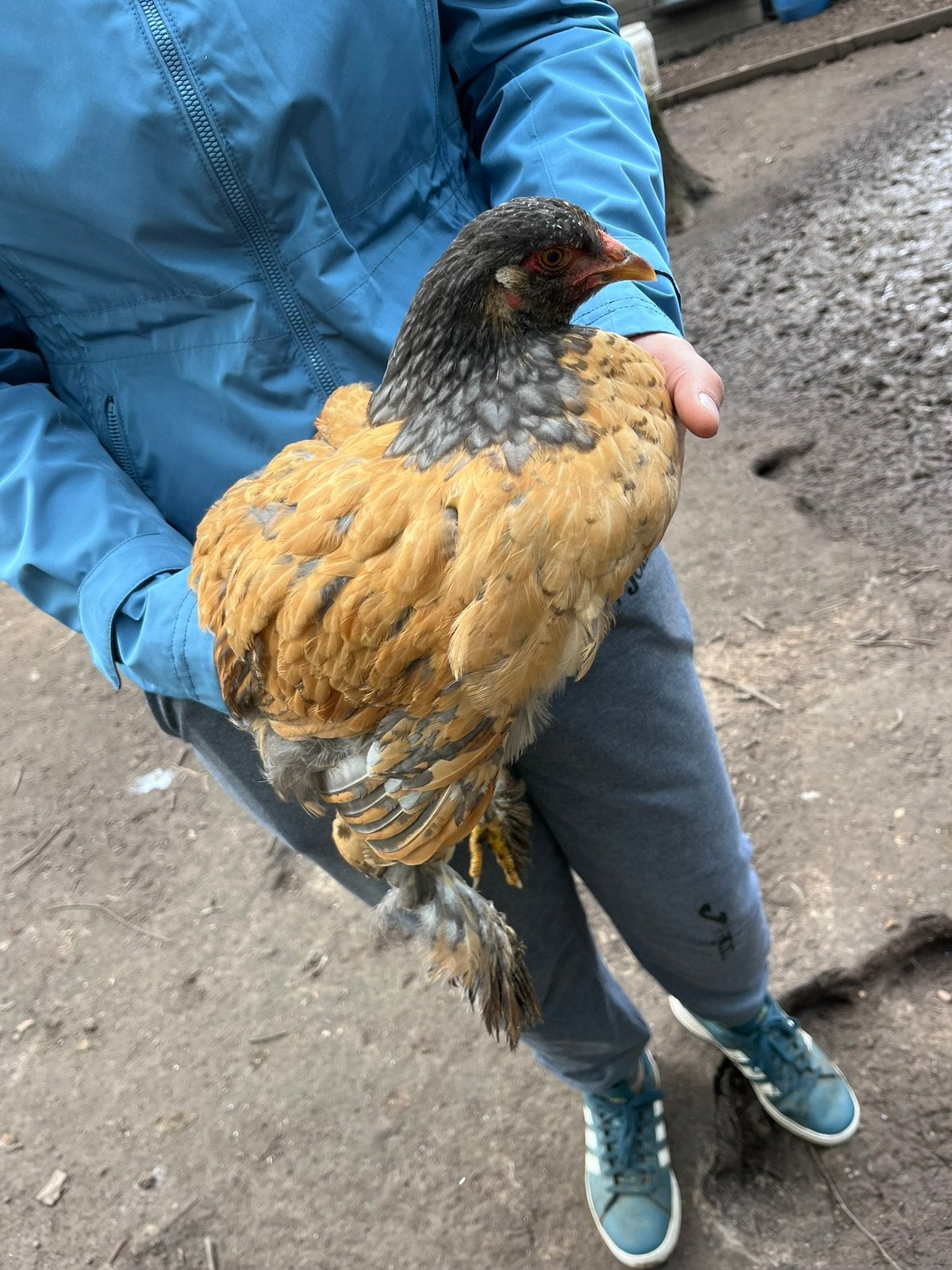 8 brahma’s van 14 weken, Dieren en Toebehoren, Pluimvee