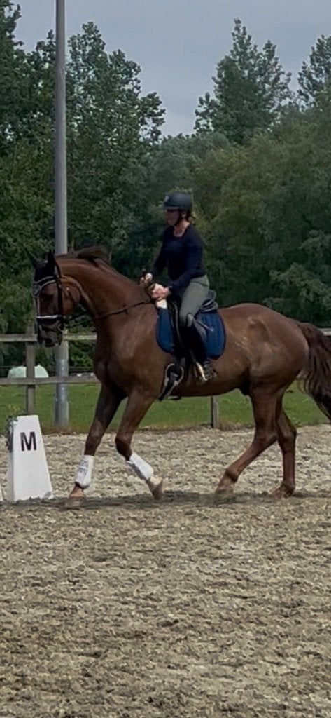 Ervaren leermeester met topafstamming, Dieren en Toebehoren, ZZ, Met stamboom, Ruin, Dressuurpaard