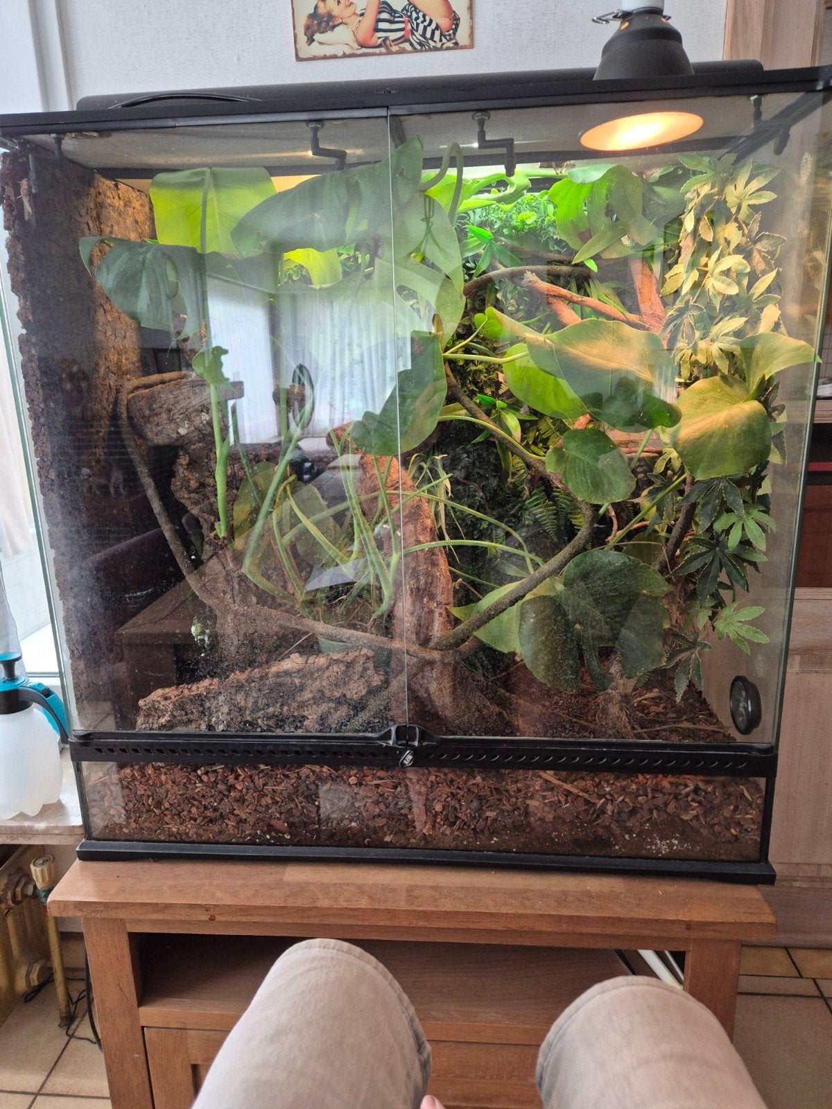 terrarium exoterra 90 op 90 en 45cm in goede staat, Animaux & Accessoires, Enlèvement, Comme neuf, Terrarium ou Paludarium