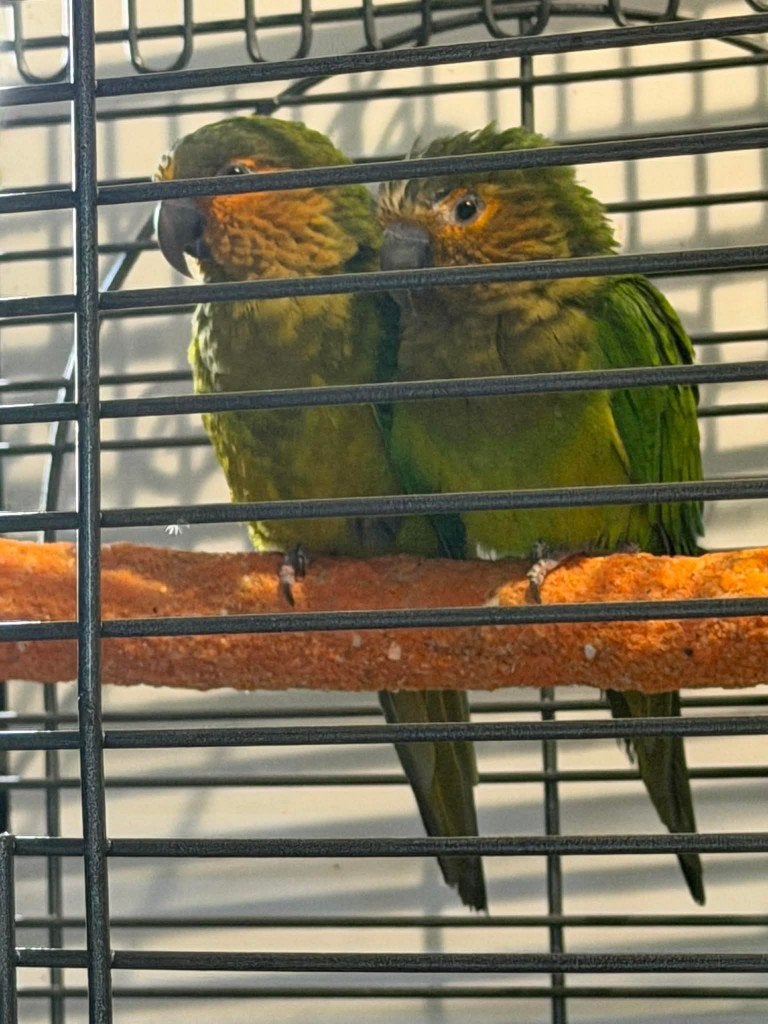 Aratinga Pertinax Surinam (Conure cuivrée), Plusieurs animaux, Perroquet, Parleur