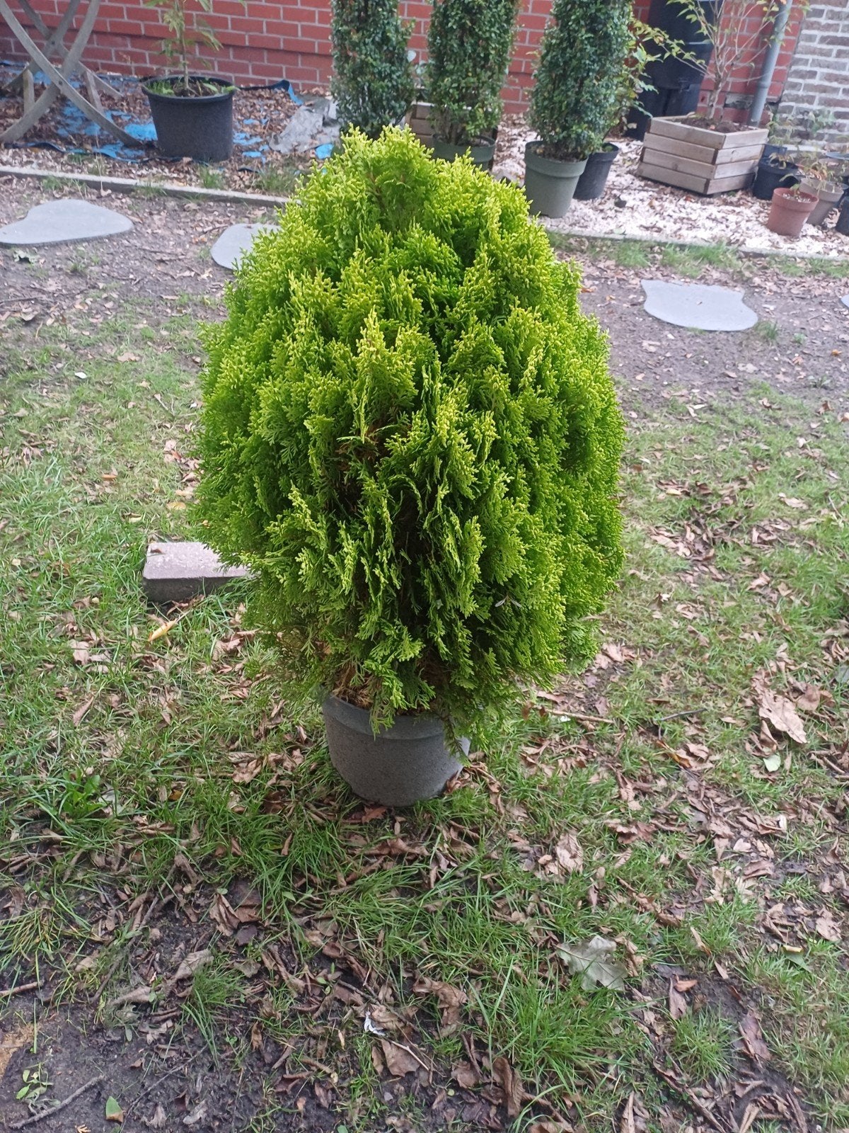 1 boom, Tuin en Terras, Ophalen