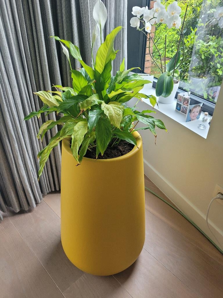 Hippe bloempot met kamerplant, Tuin en Terras, Kunststof, Gebruikt, Balkon, Overige vormen