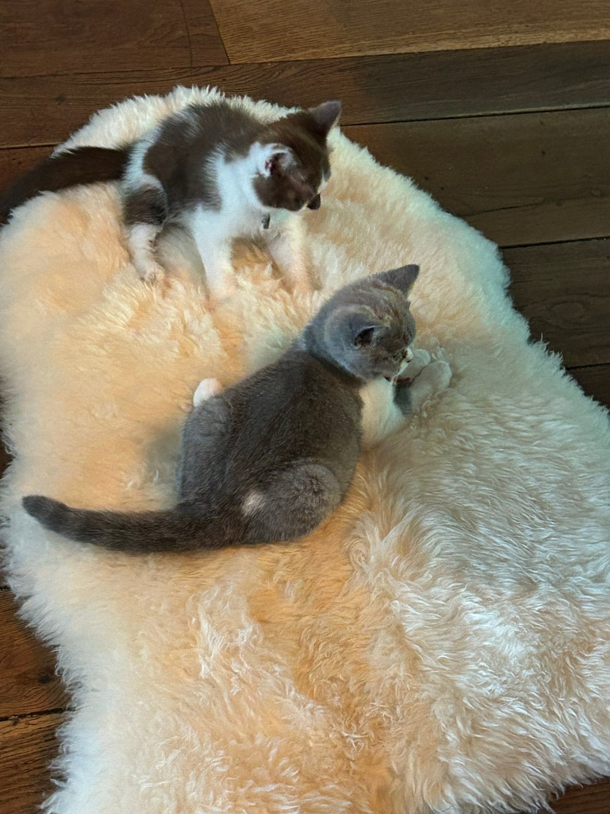Britse korthaar kittens met stamboom, Ophalen, Nieuw