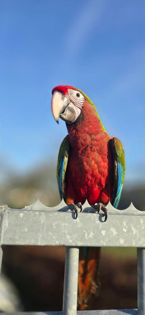 Calico macaw (militaris x groenvleugel ) freeflight., Dieren en Toebehoren, Vrouwelijk, Papegaai, Tam
