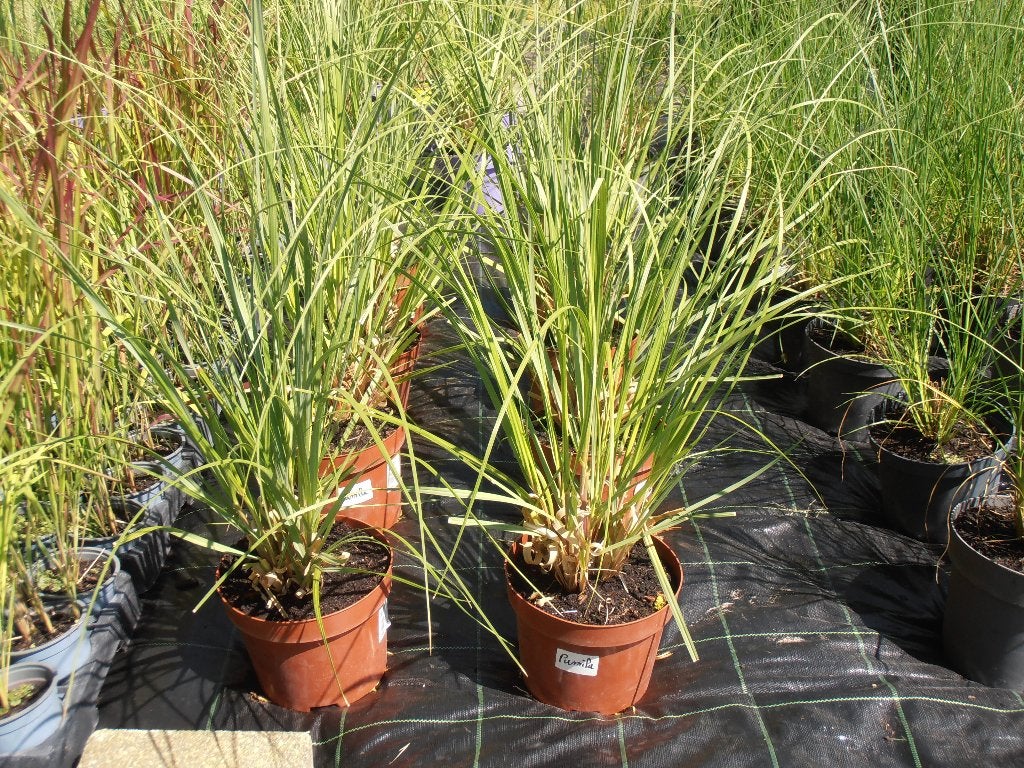 Cortaderia  PAMPASGRAS, Tuin en Terras, Planten | Tuinplanten, Ophalen, Volle zon, Vaste plant, Siergrassen