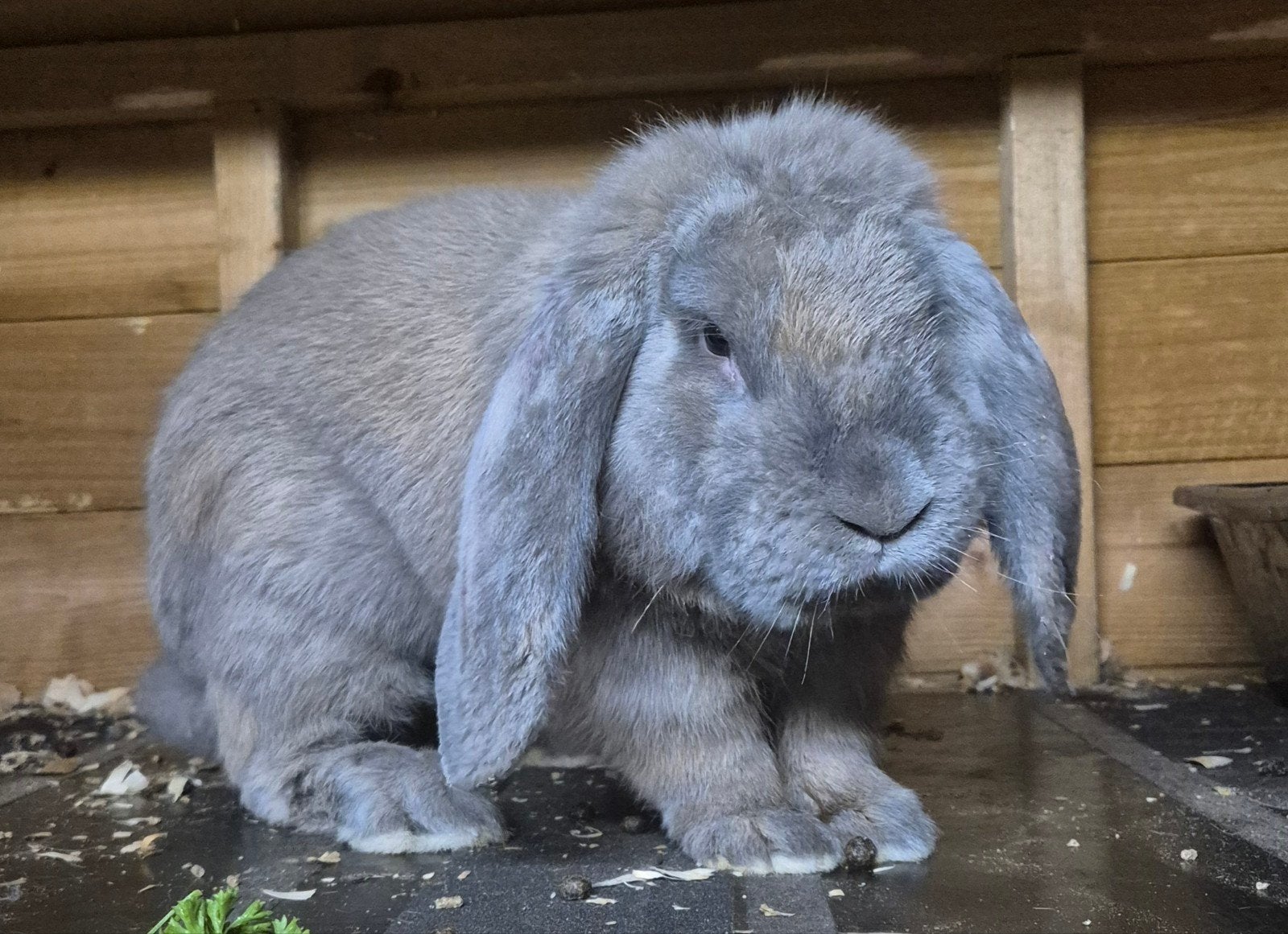 Franse hangoor ram ingeënt, Dieren en Toebehoren, Konijnen, Groot, Hangoor