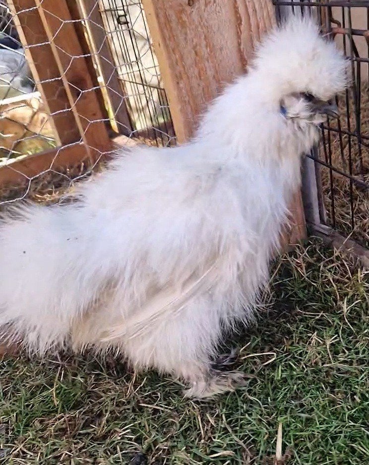 Zijdehoentjes 16 weken, Dieren en Toebehoren, Pluimvee