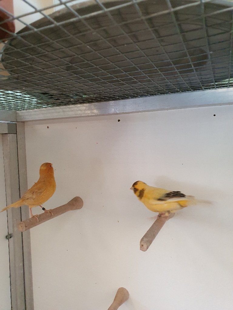 Koppel kanaries, Dieren en Toebehoren, Vogels | Kanaries