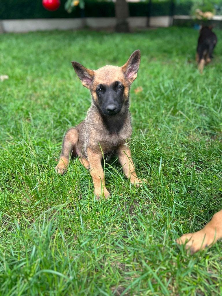 De magnifiques chiots malinois nés en Belgique !, Animaux & Accessoires, Plusieurs, Hépatite contagieuse (maladie de Rubarth)