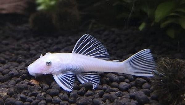 Ancistrus snow white, Dieren en Toebehoren, Vissen | Aquariumvissen