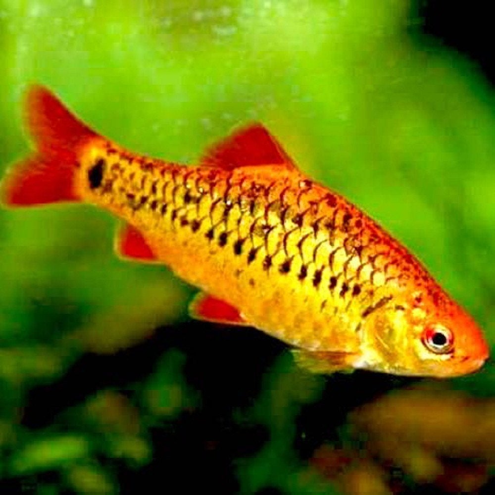 GOUDBARBELEN - BARBUS SCHUBERTI, Dieren en Toebehoren, Vis, Zoetwatervis, Schoolvis