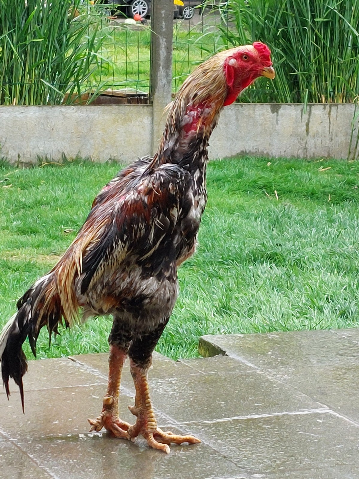 o shamo en wit tarwe hen pas aan het legen en haan is 2j, Dieren en Toebehoren, Pluimvee, Meerdere dieren, Kip