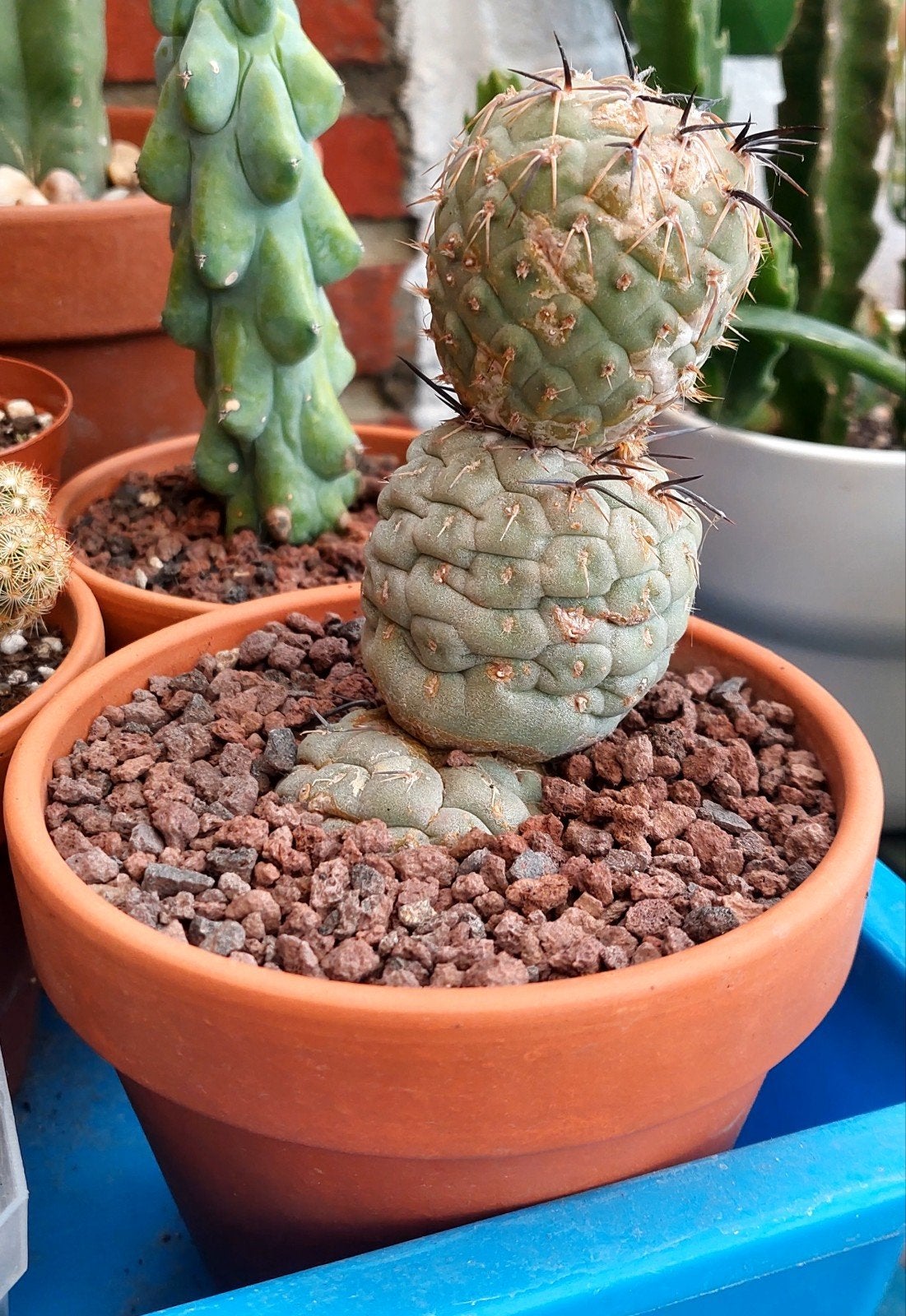 Tephrocactus geometricus, Ophalen of Verzenden