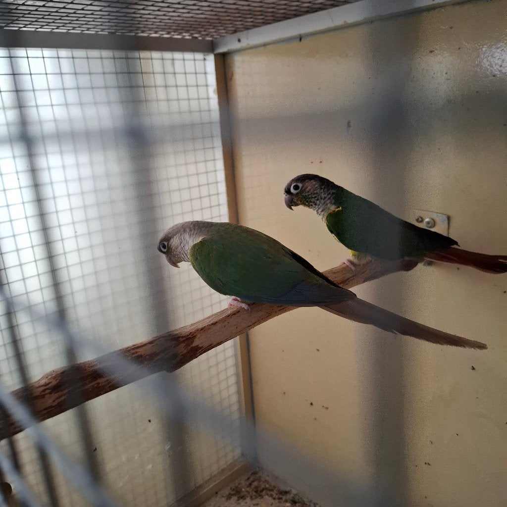 Mooi Vaderdag Cadeau kweek 1-1 Pyrrhura's met nieuwe kooi, Dieren en Toebehoren, Meerdere dieren, Parkiet, Geringd