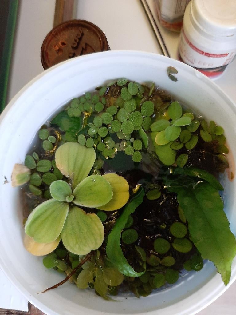 Javavaren + drijfplanten, Dieren en Toebehoren, Vissen | Aquaria en Toebehoren, Ophalen, Nieuw, Plant(en), Steen of Hout
