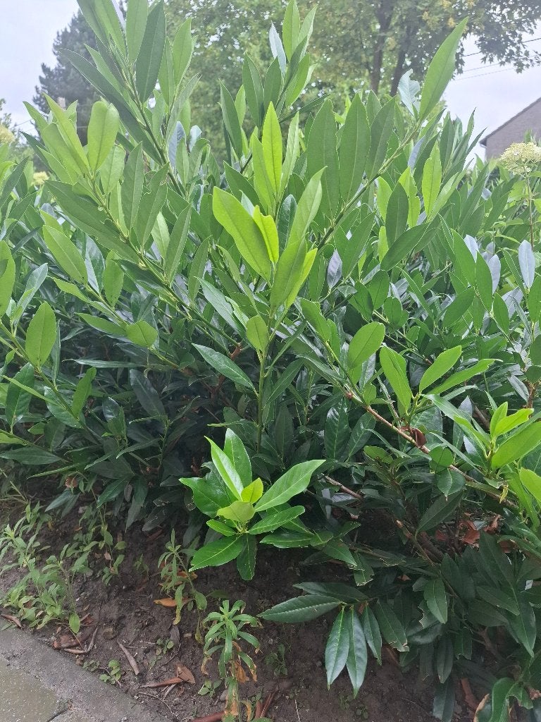 Planten tuin (Laurierkers - gratis), Tuin en Terras, Ophalen, Vaste plant