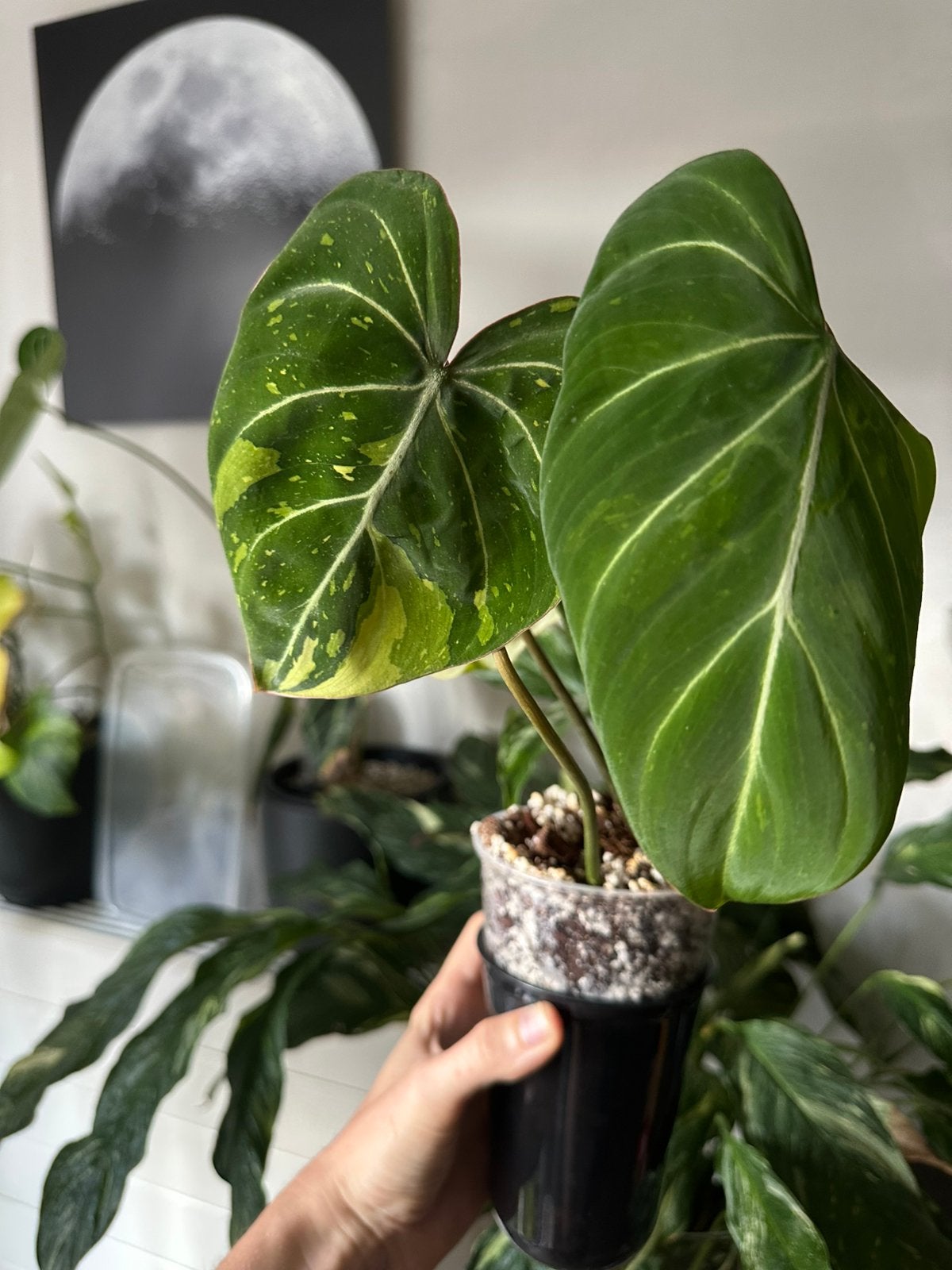 Philodendron gloriosum variegated, Huis en Inrichting, Ophalen of Verzenden