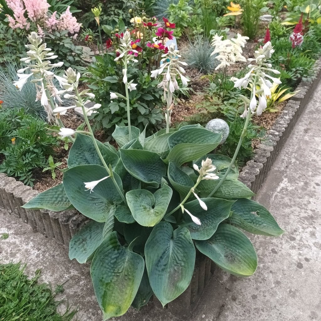 4Hostas en pot de 15x15, Été, Enlèvement, Pleine ombre, Plantes fruitières
