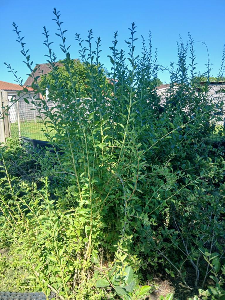 Goji bes struiken, Ophalen, In pot