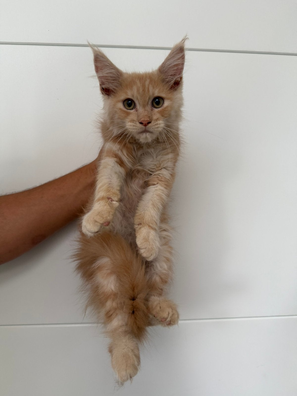 Maine Coon Kittens, Plusieurs animaux, Avec pedigree, 0 à 2 ans
