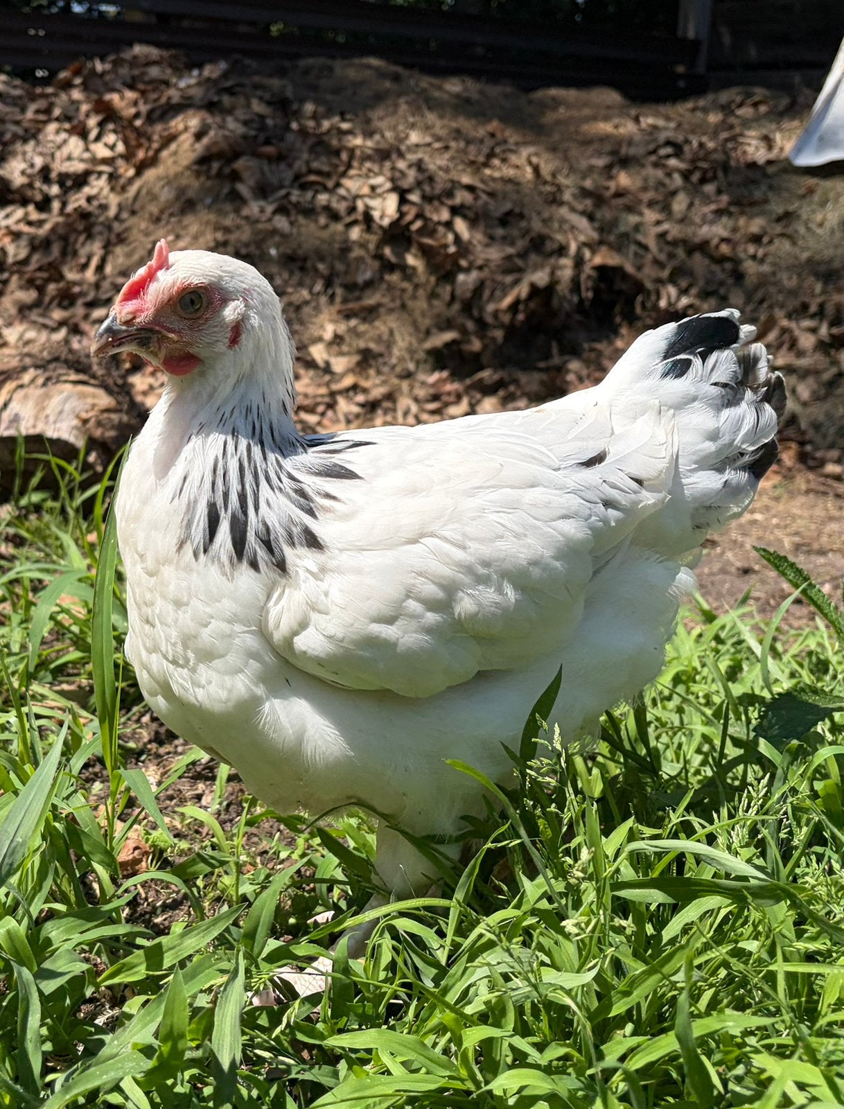 Coq de race pure Sussex 9 semaines, Mâle, Poule ou poulet