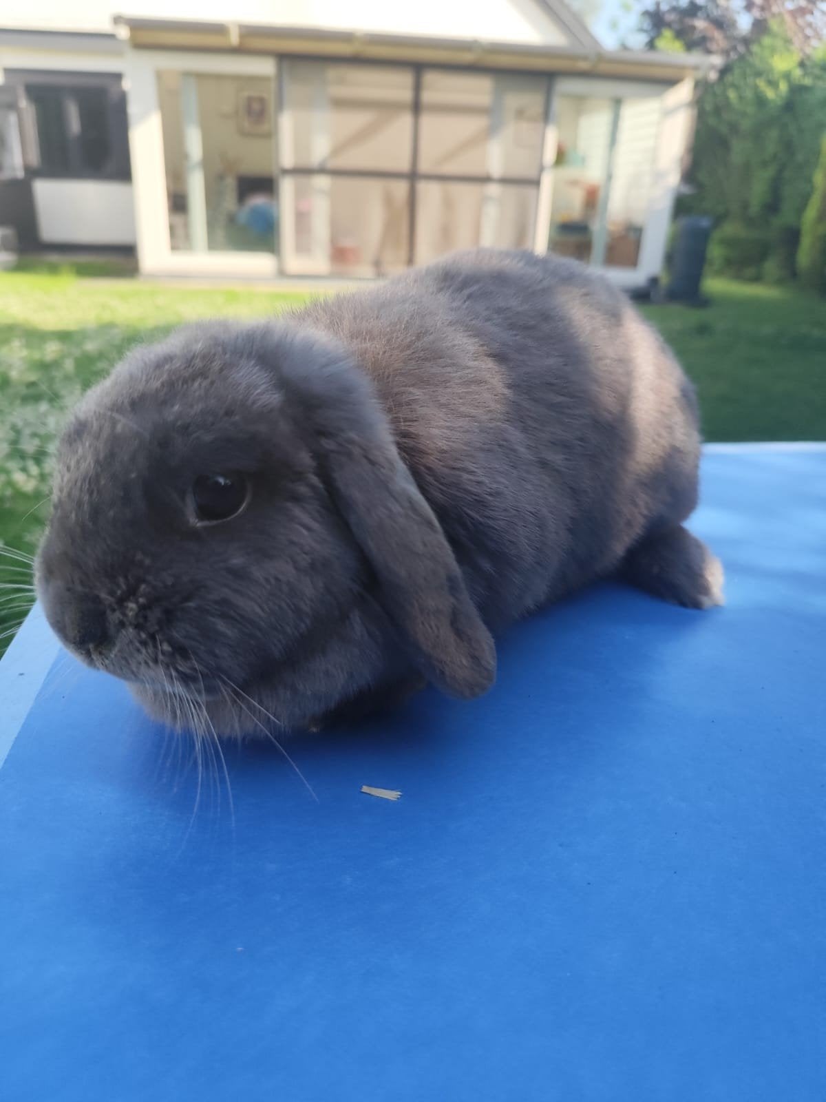 Konijn zoekt nieuwe thuis, Dieren en Toebehoren, Konijnen, Groot