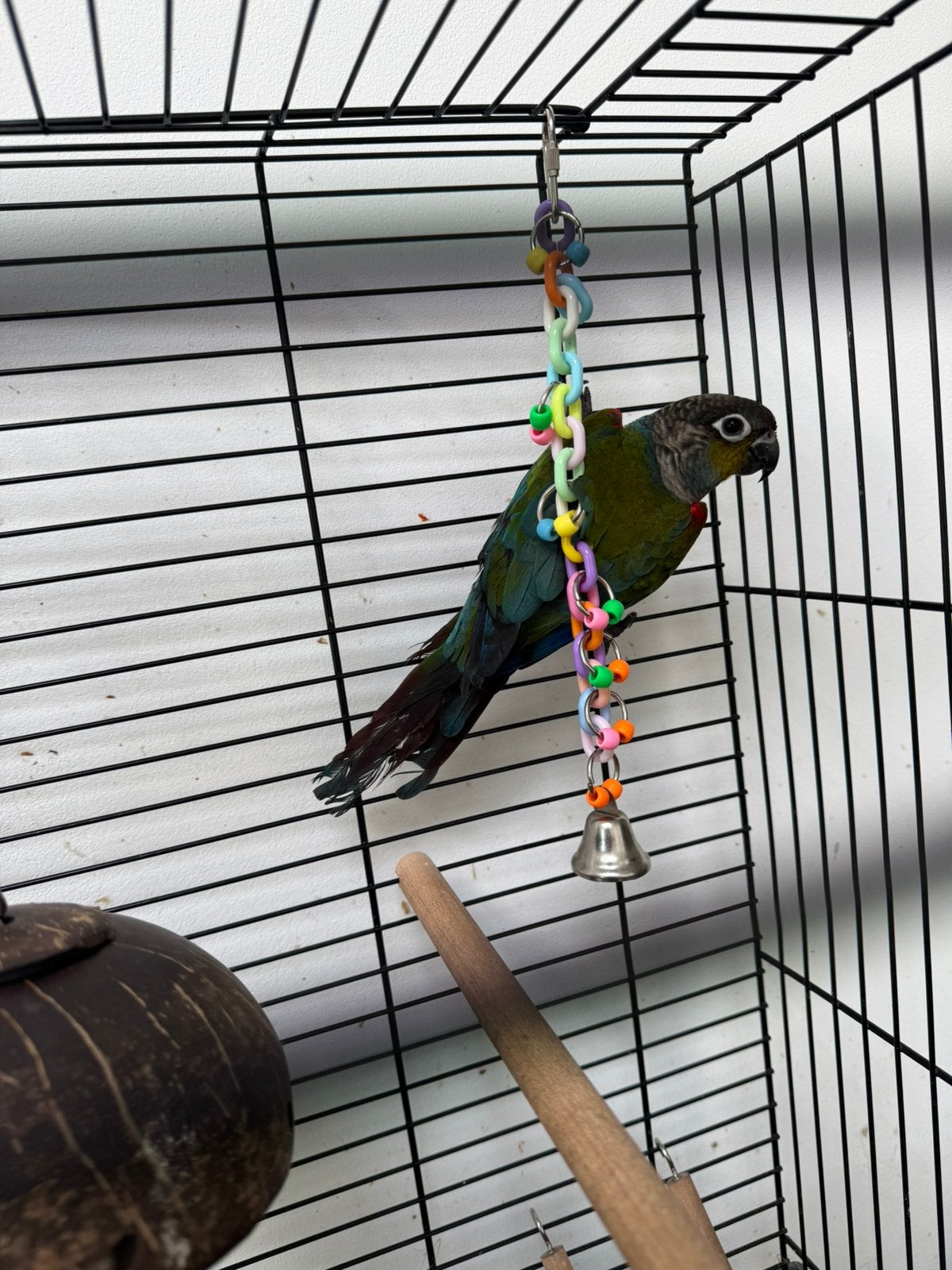 Pyrrhura, Dieren en Toebehoren, Vogels | Parkieten en Papegaaien, Dwergpapegaai of Agapornis, Mannelijk, Tam