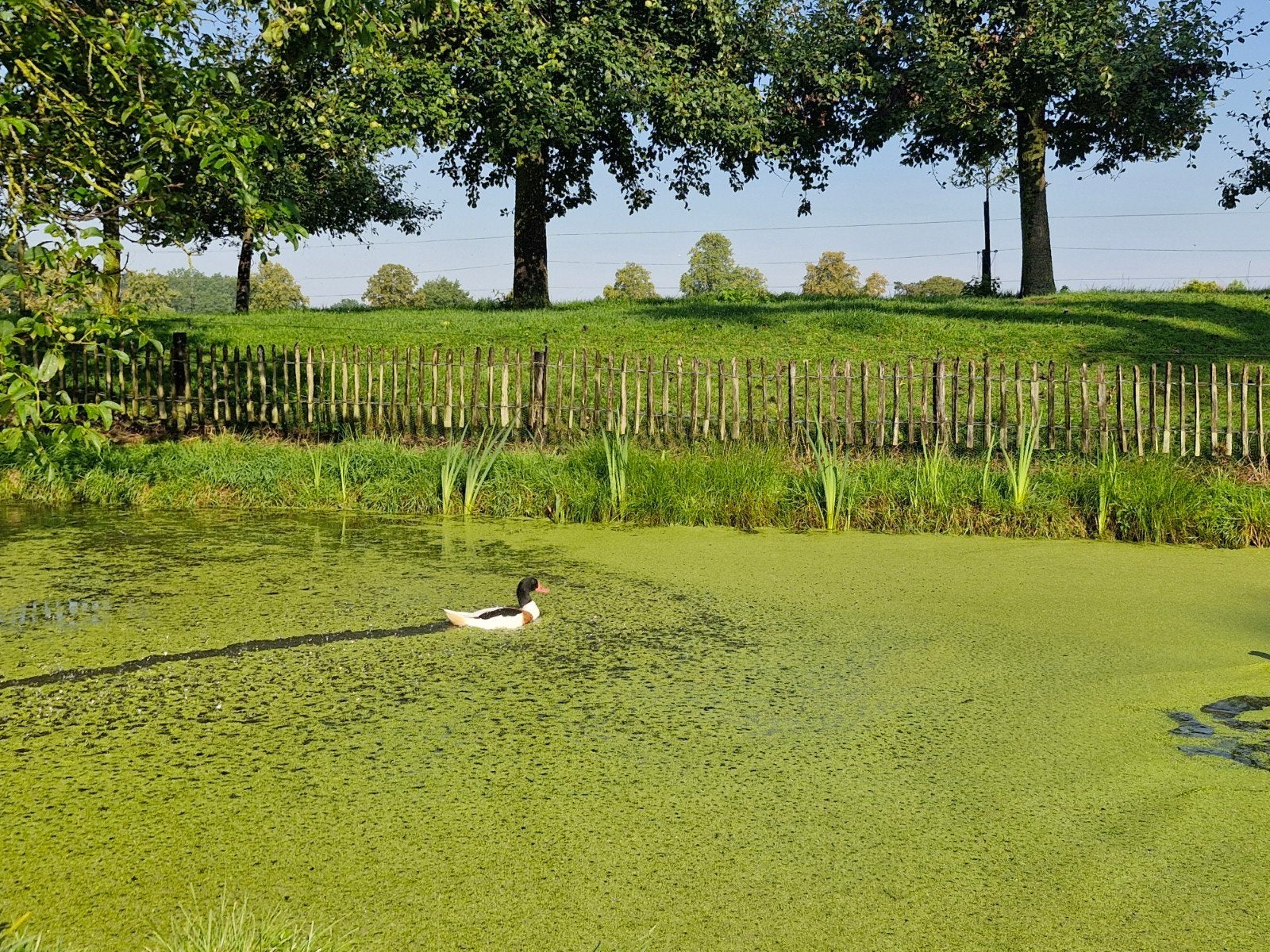 Bergeend woerd, Mâle, Canard