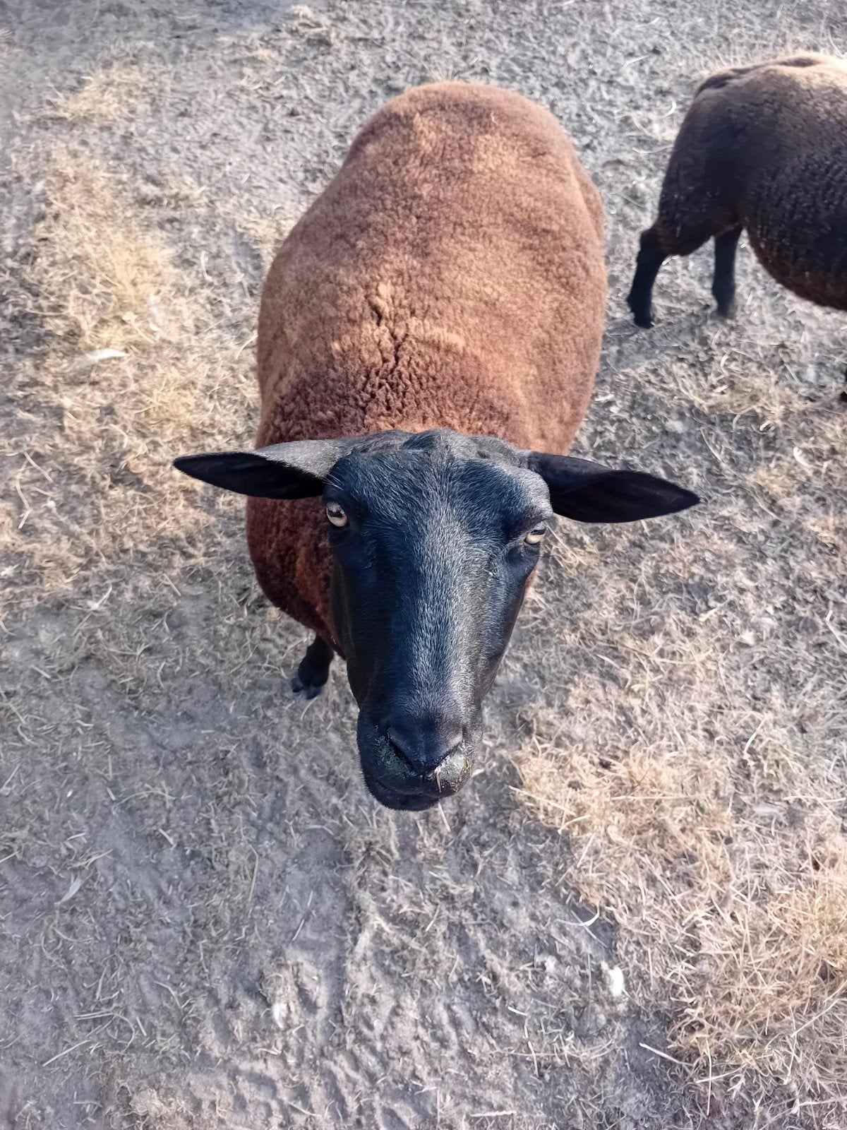 schaap ooi en bok lam, Dieren en Toebehoren, Schapen, Geiten en Varkens, Meerdere dieren, Schaap, 0 tot 2 jaar