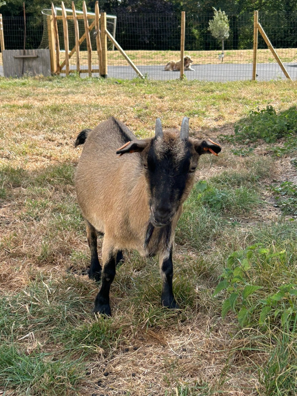 Mieke 4 jaar oud, Dieren en Toebehoren, Schapen, Geiten en Varkens, Vrouwelijk, Geit, 3 tot 5 jaar