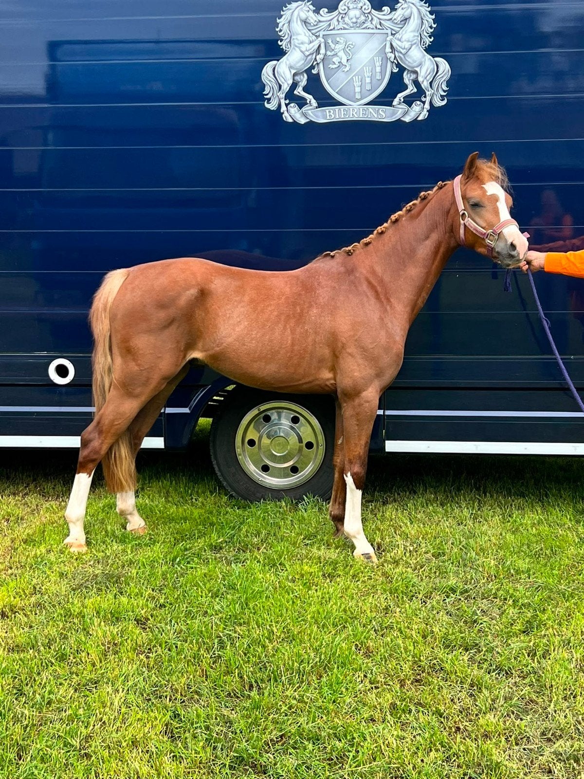 C pony, Dieren en Toebehoren, Ruin