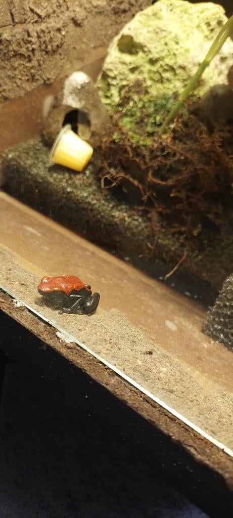 9 dendrobates, Animaux & Accessoires, Reptiles & Amphibiens | Accessoires, Enlèvement
