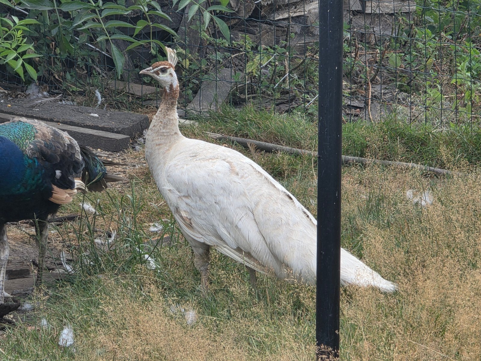 Pauwen: Camee kleurige hen te koop, Dieren en Toebehoren, Pluimvee