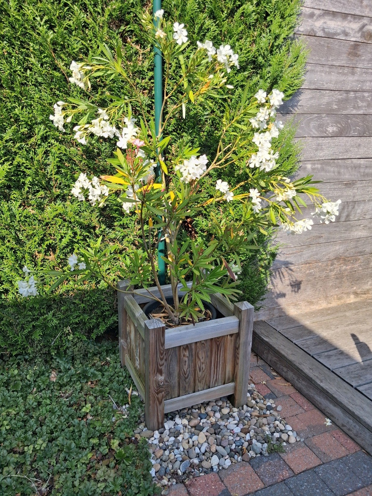 Te koop mooie houten bloembak  met 3 kleurige bloemen., Ophalen