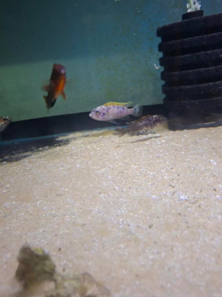 Cichlides malawi couple labeotropheus trevawa tumbi w