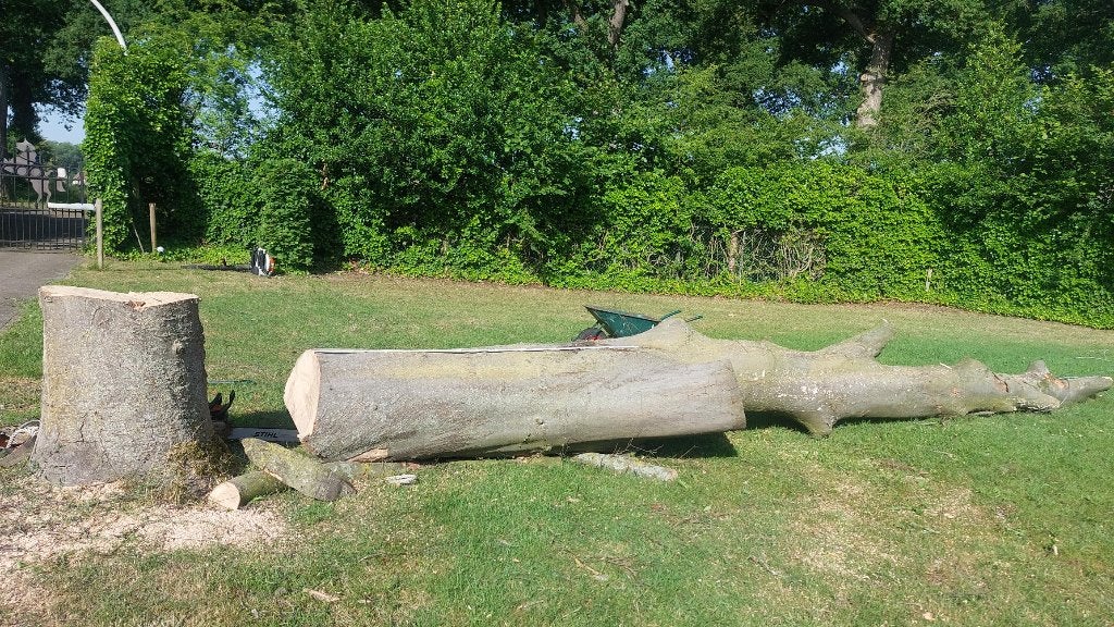 boomstam beuk diameter 70cm ,lengte 2,5m 2x., Enlèvement, 250 cm ou plus, Autres types