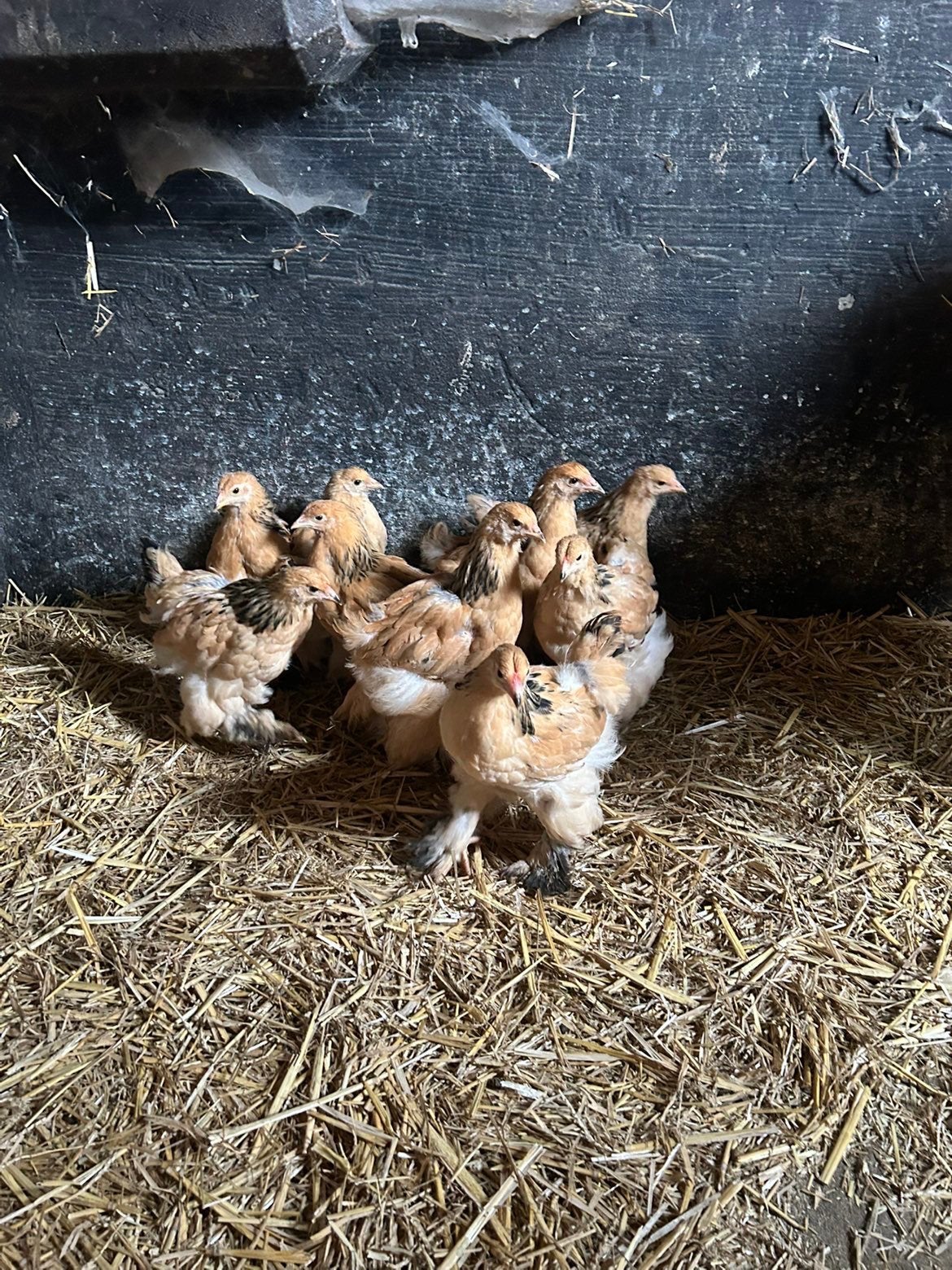 Brahma buff, Dieren en Toebehoren, Pluimvee, Meerdere dieren, Kip