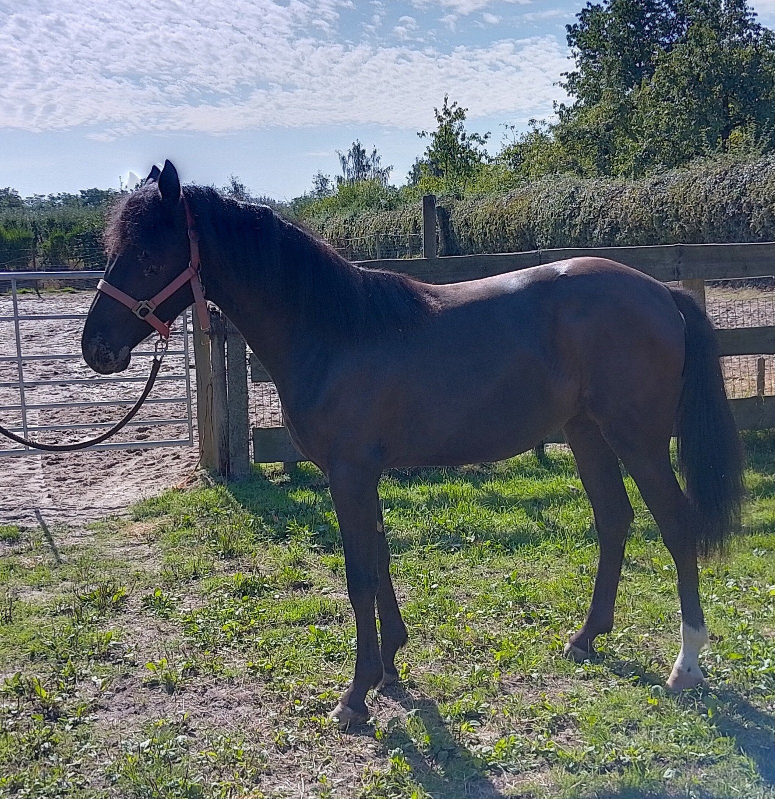 zwarte merrie (appaloosa)