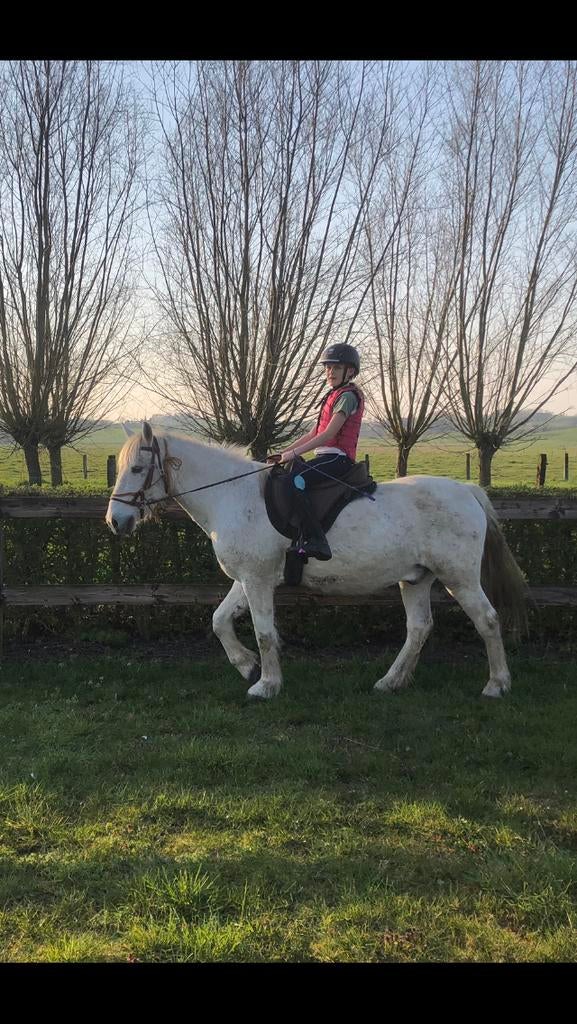 Leuke 18-jarige d-pony ruin, Hongre