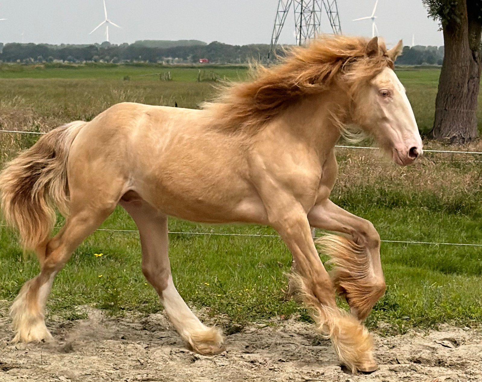 Een bijzondere kans voor de echte Tinker liefhebber!, Dieren en Toebehoren, Paarden, Minder dan 160 cm, 0 tot 2 jaar, Hengst, Gechipt