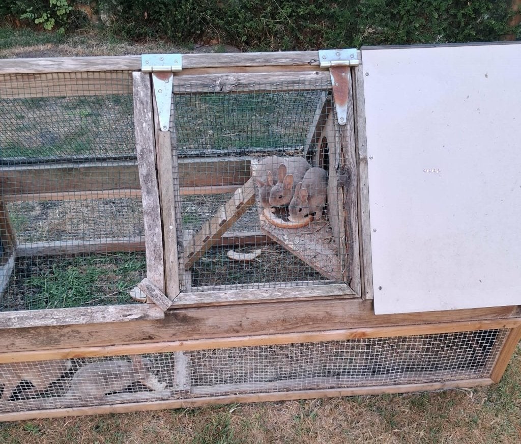 Kortharige dwergkonijntjes, Dieren en Toebehoren, Konijnen, Meerdere dieren, Dwerg, 0 tot 2 jaar