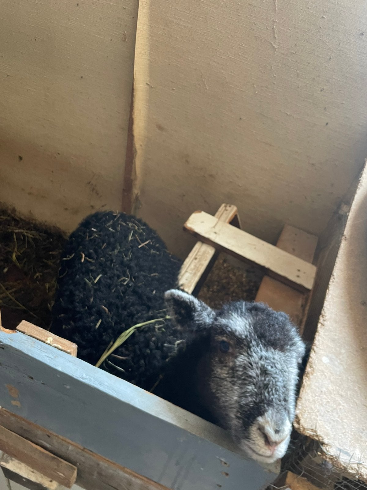 Lammetje, Dieren en Toebehoren