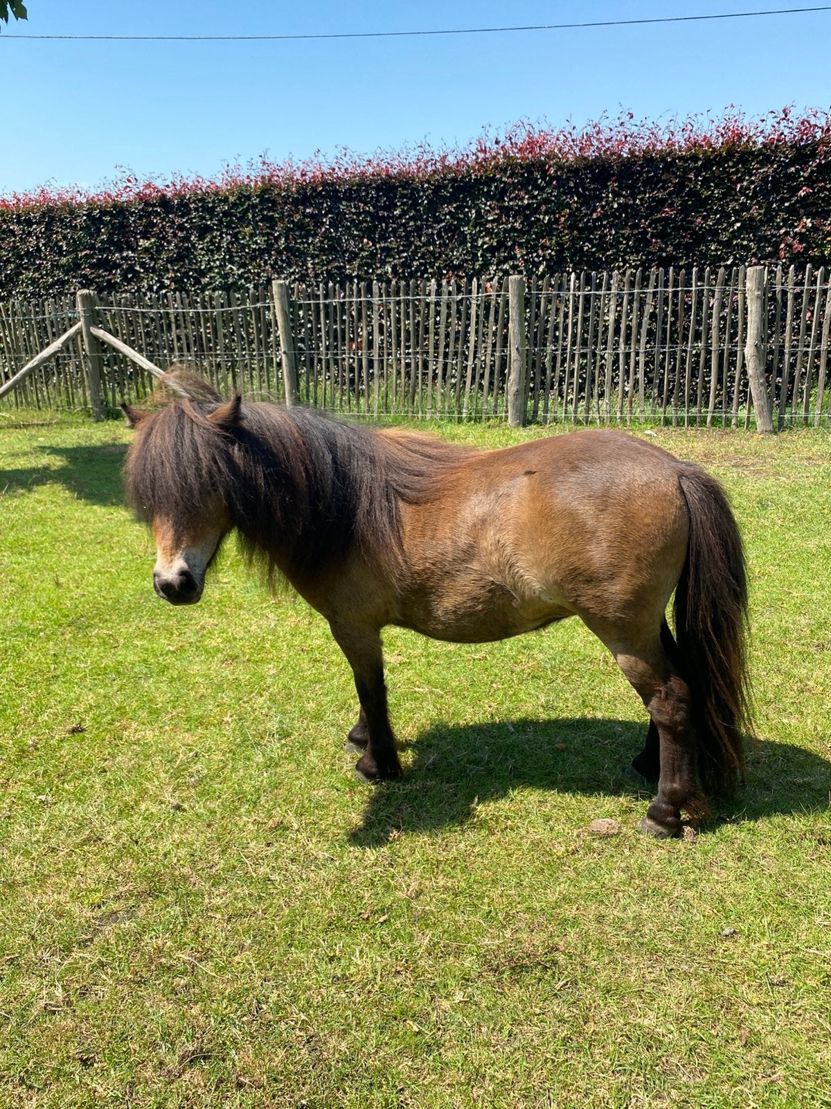 Mini Shetland Pony, Dieren en Toebehoren, Pony's, Merrie, M, A pony (tot 1.17m), Recreatiepony, 0 tot 2 jaar, Met stamboom, Gechipt