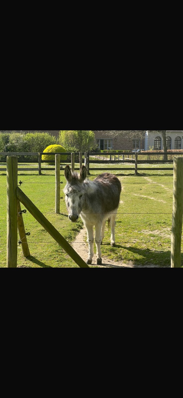 Ezeltje zoekt een nieuwe warme thuis, Ophalen, Paarden of Pony's