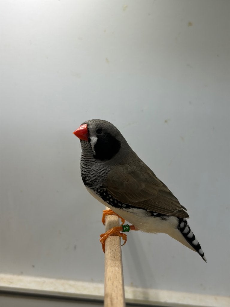 Kapoetsensijs,zebravink, Dieren en Toebehoren, Meerdere dieren, Tropenvogel