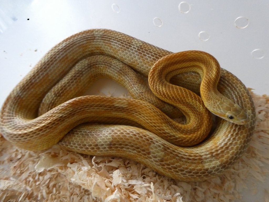 Pantherophis guttatus, Animaux & Accessoires, Serpent, 3 à 6 ans