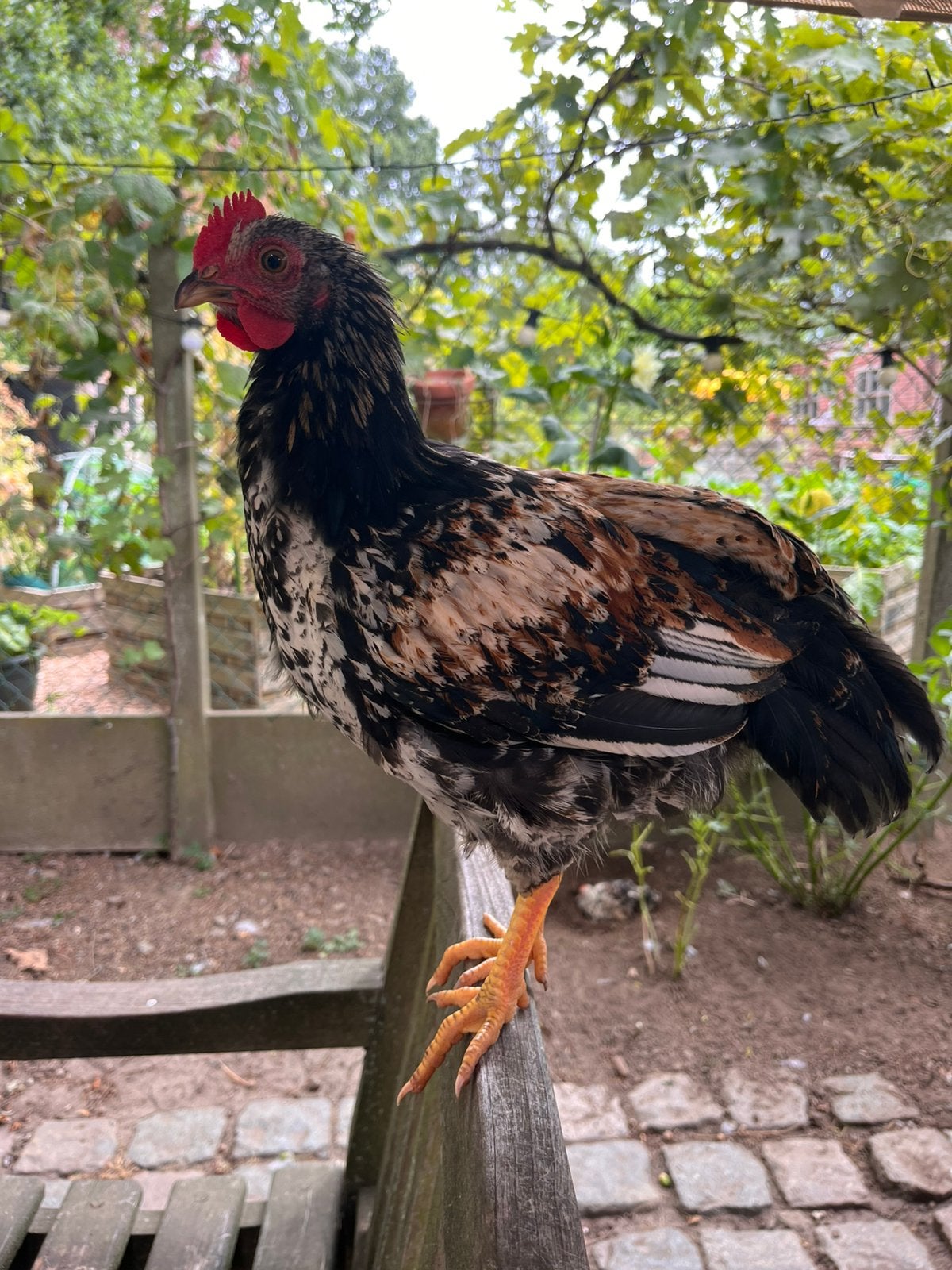 Mooi haantje, Dieren en Toebehoren, Pluimvee, Mannelijk, Kip