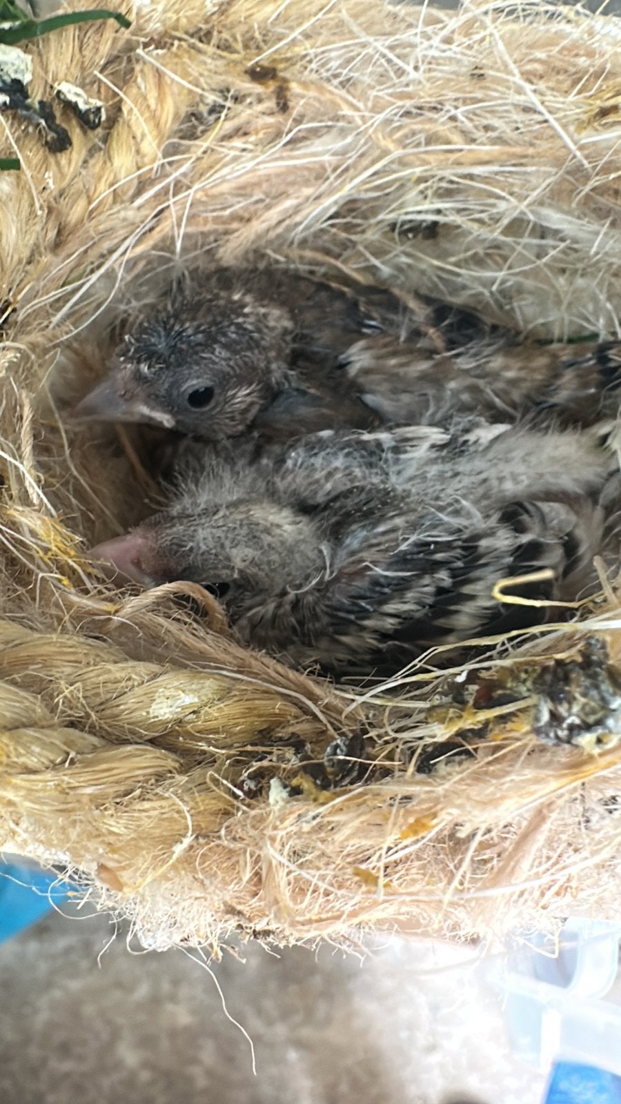 Een nestje van 2 putter bastaarden, Geslacht onbekend, Wildzangvogel, Geringd